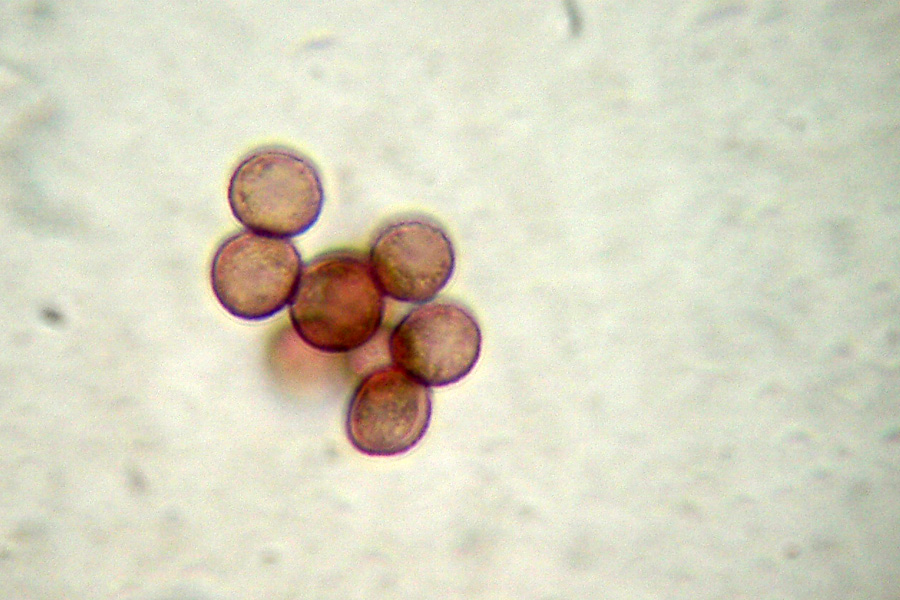 Haematococcus sp.